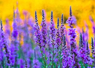 国产武侠代号《锦衣卫》16分钟实机演示